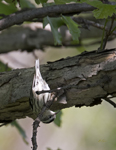 Black and White Warbler 7035